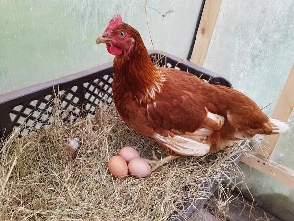 <strong>أسعار الفراخ اليوم، فيتو</strong>