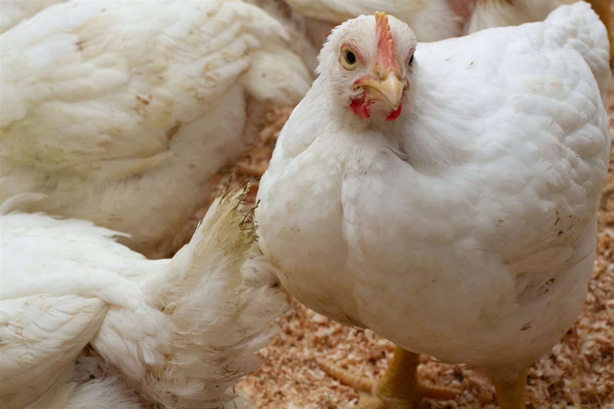 <strong>أسعار الفراخ اليوم، فيتو</strong>