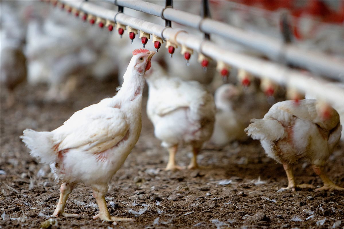 <strong>أسعار الفراخ اليوم، فيتو</strong>