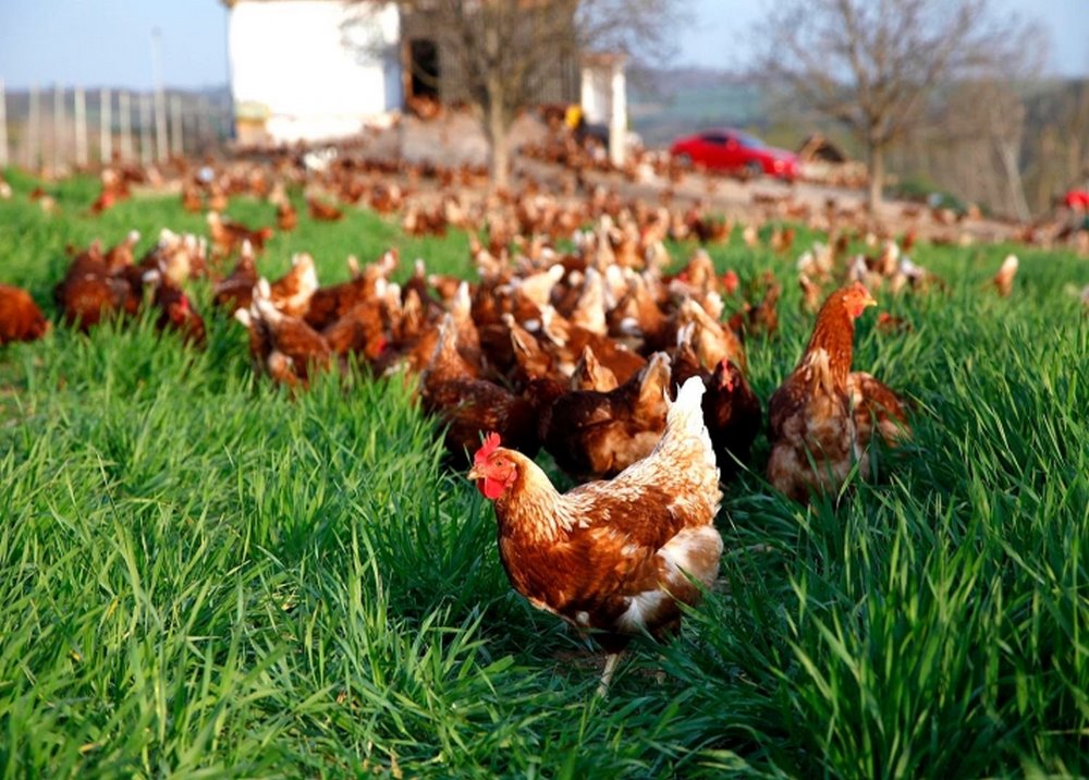 <strong>أسعار الفراخ اليوم، فيتو</strong>