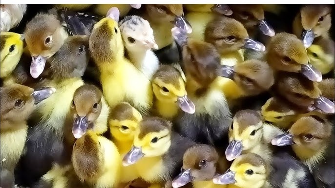 <strong>سعر البط اليوم، فيتو</strong>