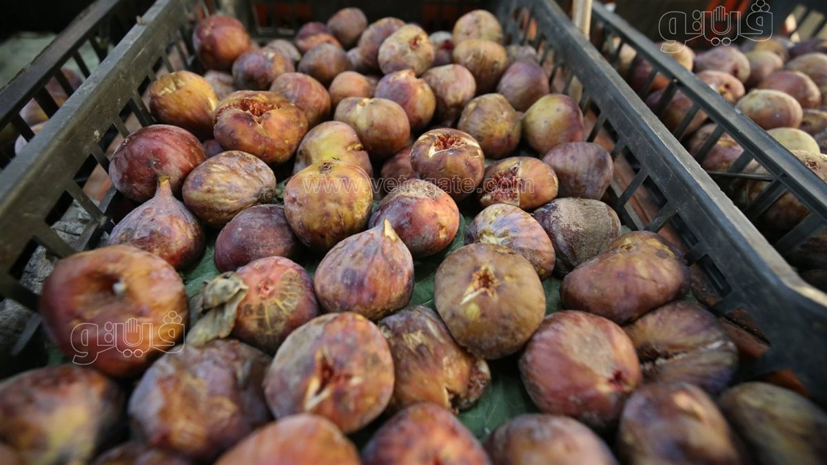 <strong>سعر الفاكهة</strong>