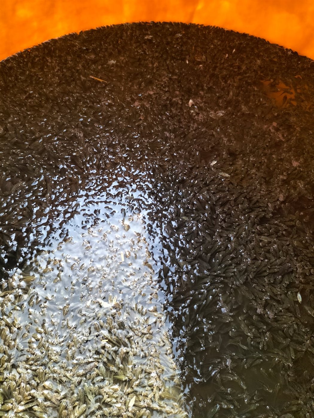 جانب من إنزال الزريعة، فيتو