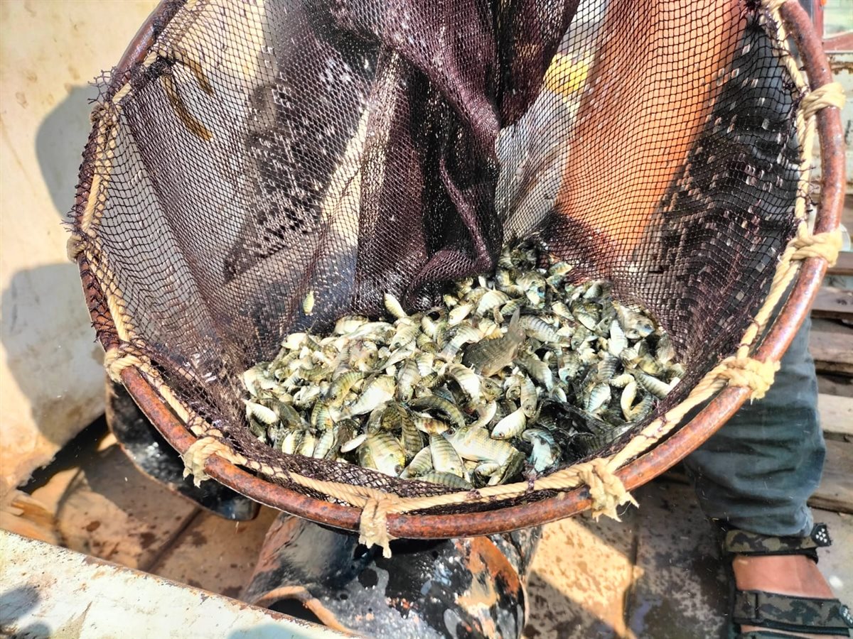 جانب من إنزال الزريعة، فيتو