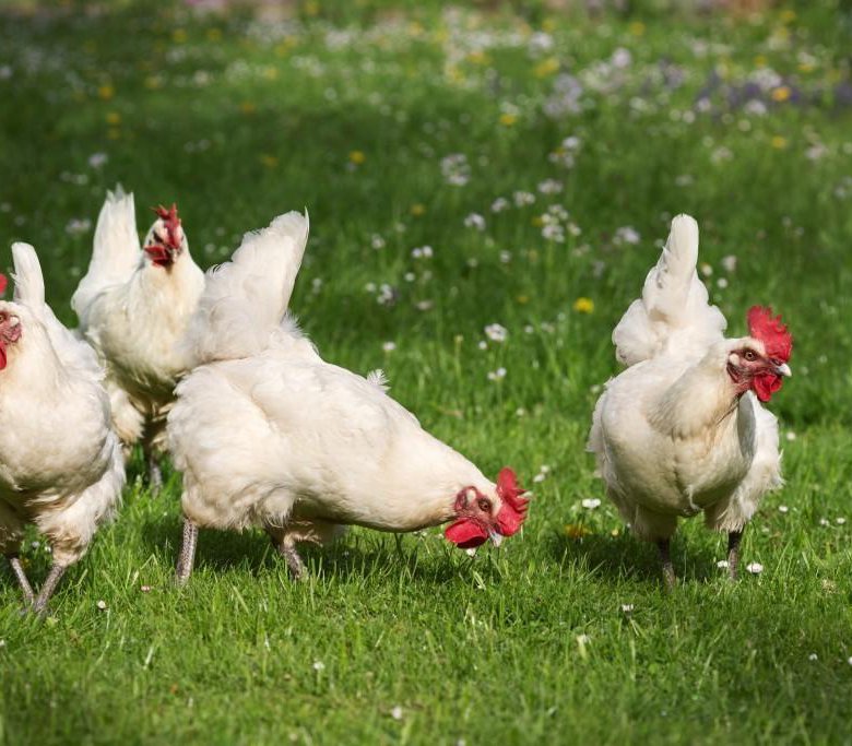 <strong>أسعار الفراخ اليوم، فيتو</strong>