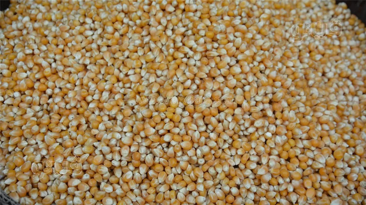 <strong>أسعار الذرة اليوم في الأسواق، فيتو</strong>