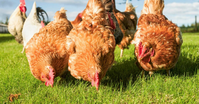 <strong>أسعار الفراخ اليوم، فيتو</strong>