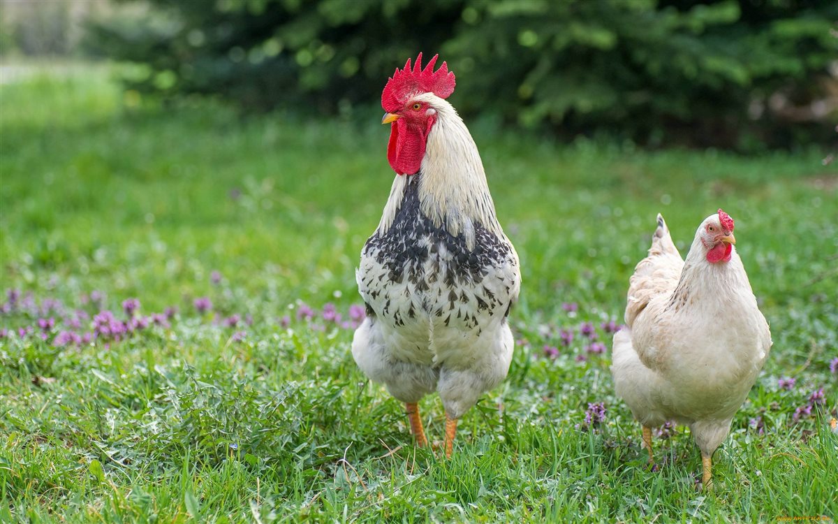 <strong>أسعار الفراخ اليوم، فيتو</strong>