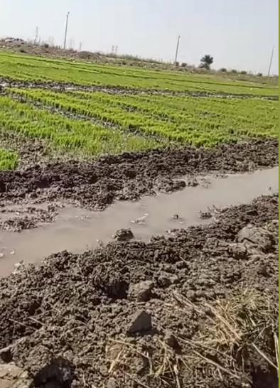 تخريب شتلات نادرة لمشروع تطوير الأرز، فيتو