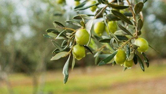 <strong>إنتاج مصر من الزيتون</strong>