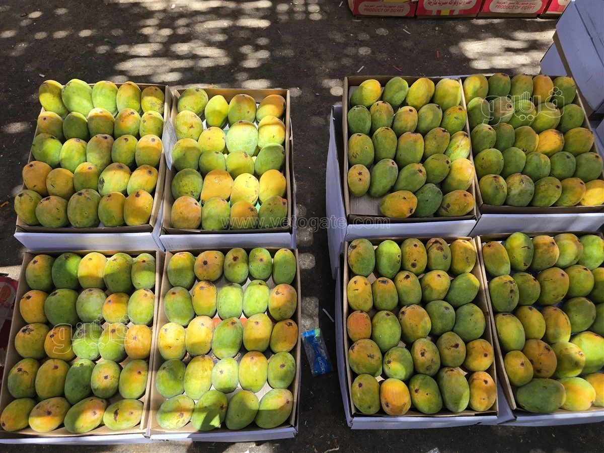 <strong>سعر المانجو اليوم في سوق العبور، فيتو</strong>