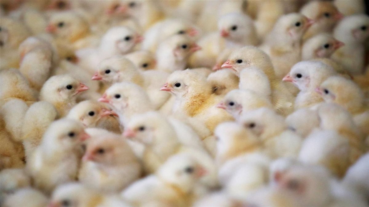 <strong>سعر الكتكوت اليوم</strong><span style=