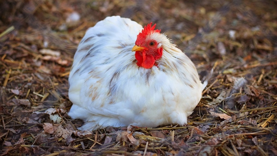 <strong>أسعار الفراخ اليوم، فيتو</strong>