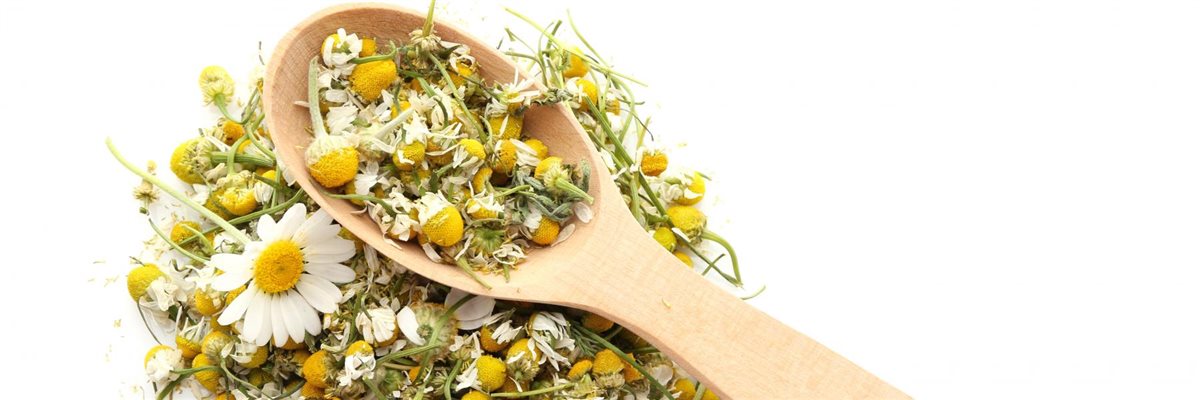 البابونج وفوائده