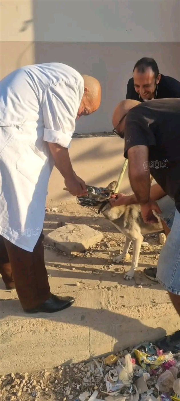 حملة كبرى لتأمين شوارع العاشر من تهديد الكلاب الضالة،فيتو