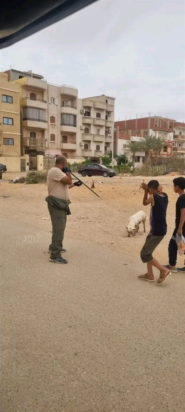 حملة كبرى لتأمين شوارع العاشر من تهديد الكلاب الضالة،فيتو
