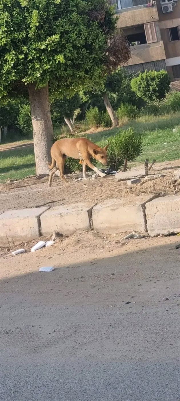 حملة كبرى لتأمين شوارع العاشر من تهديد الكلاب الضالة،فيتو