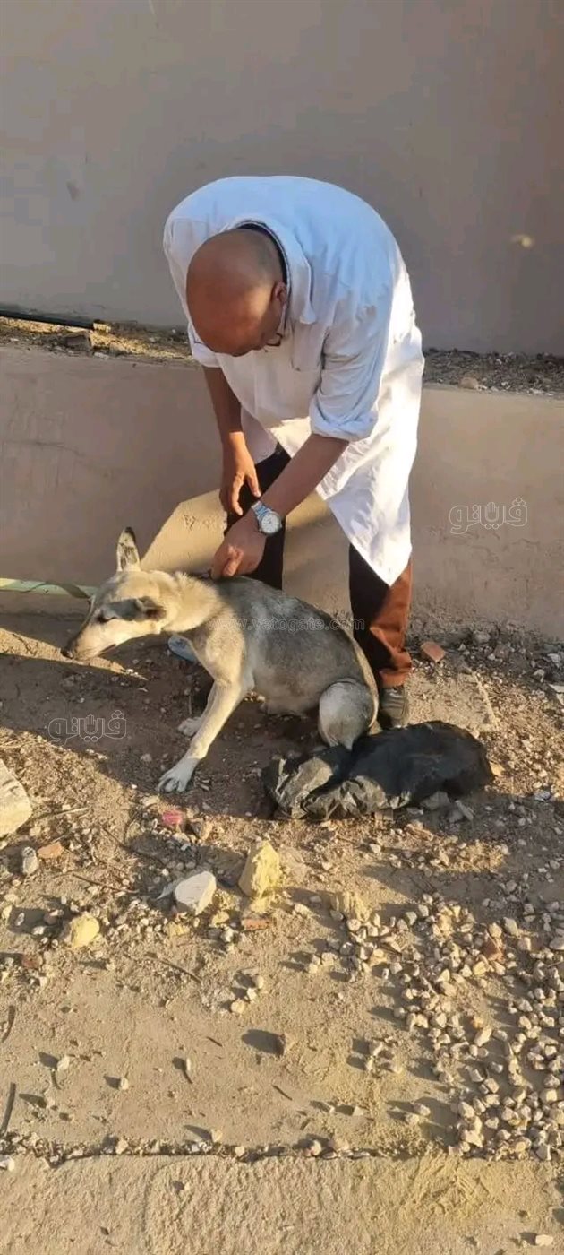 حملة كبرى لتأمين شوارع العاشر من تهديد الكلاب الضالة،فيتو