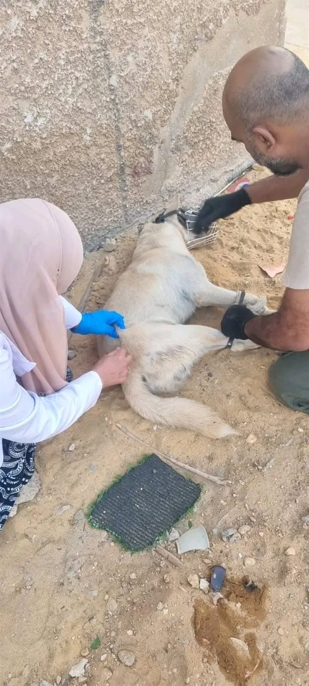 حملة كبرى لتأمين شوارع العاشر من تهديد الكلاب الضالة،فيتو