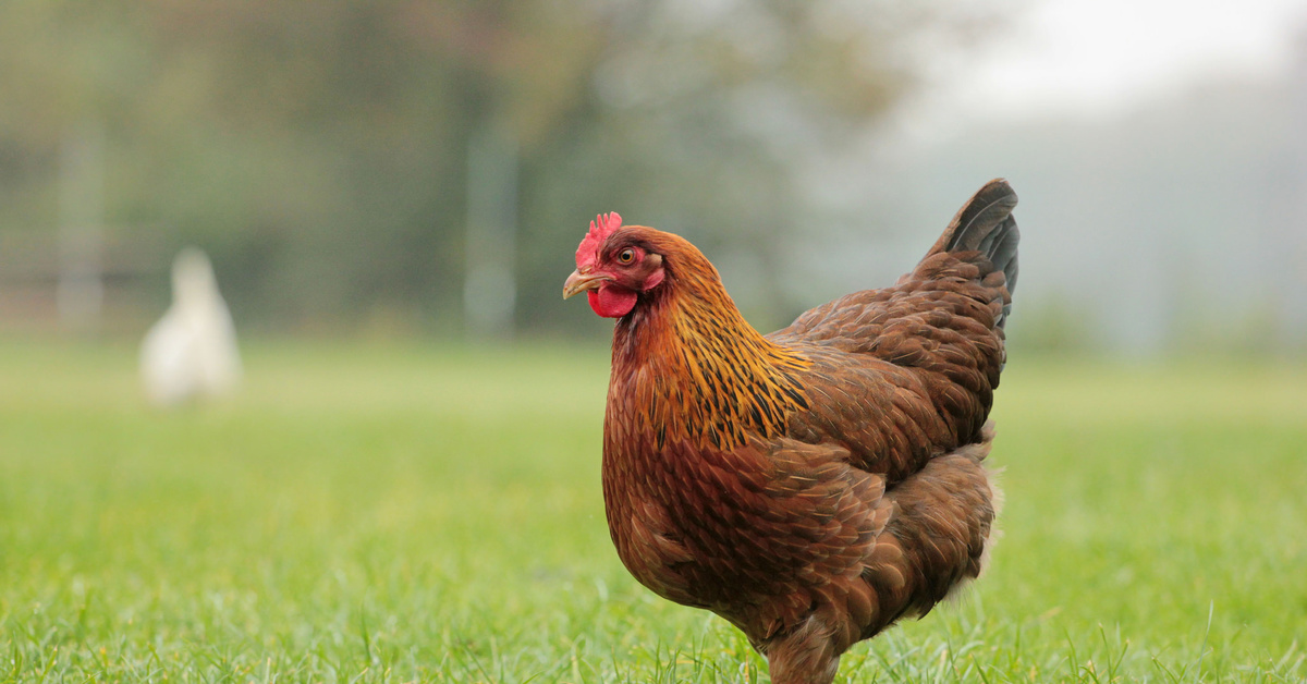 <strong>أسعار الفراخ اليوم، فيتو</strong>