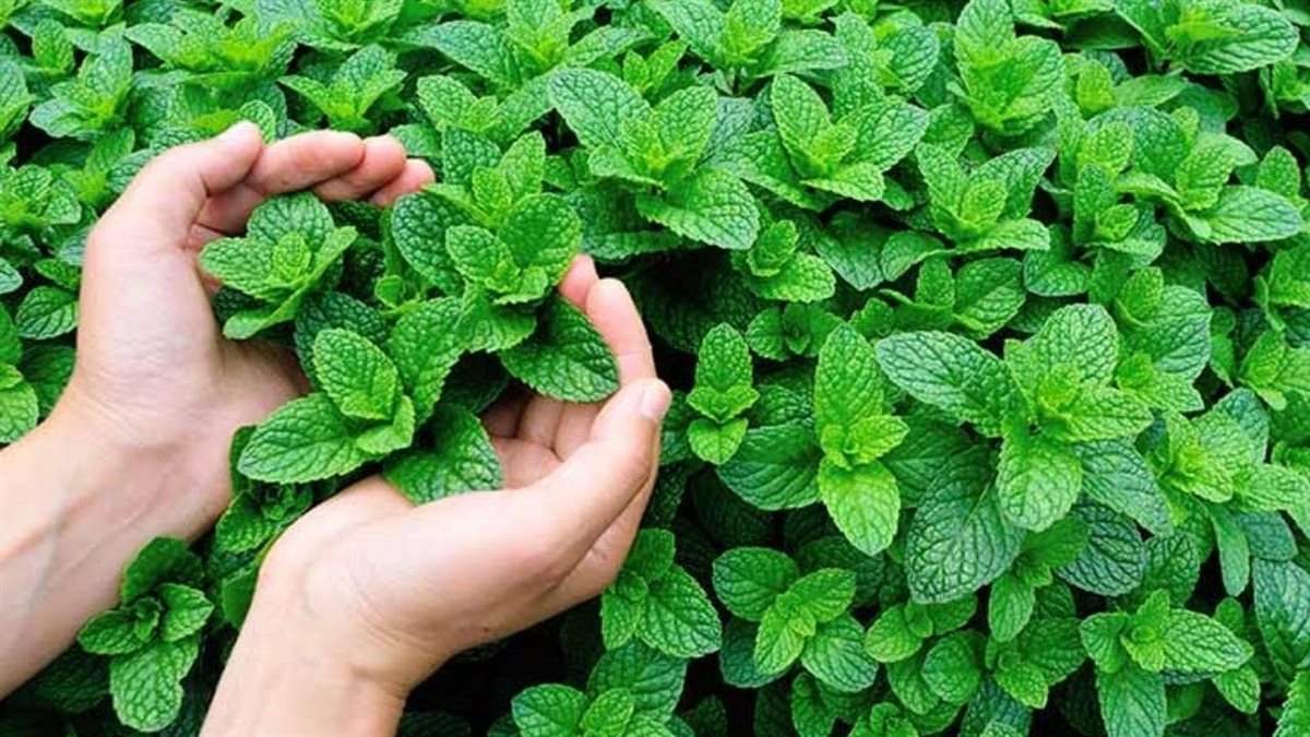 نبتة النعناع