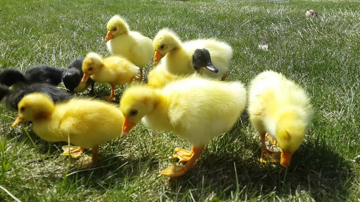 <strong>سعر البط اليوم، فيتو</strong>