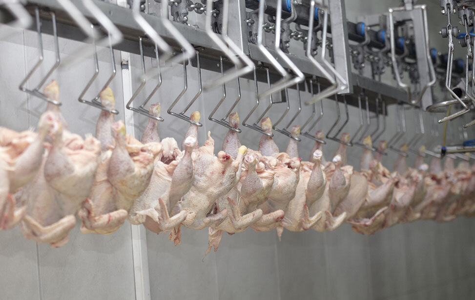 <strong>سعر كيلو الفراخ في مبادرة خفض أسعار السلع، فيتو</strong>