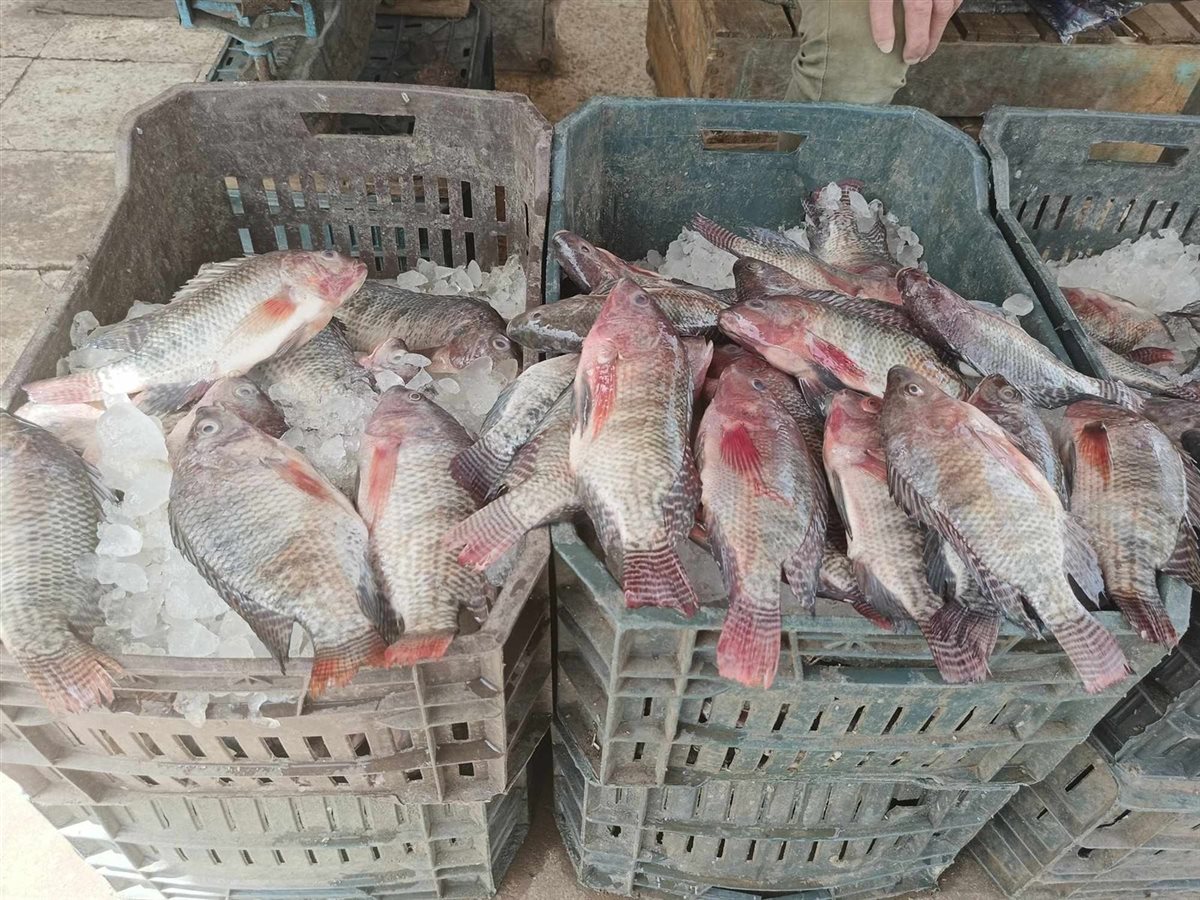 <strong>سعر السمك اليوم </strong>