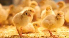 <strong>سعر الكتكوت اليوم، فيتو</strong>