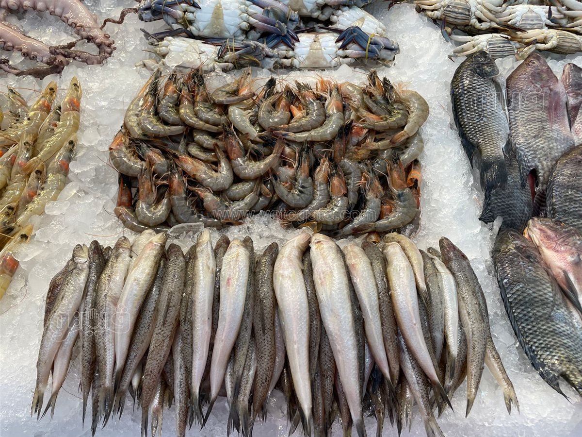 <strong>سعر السمك اليوم </strong>