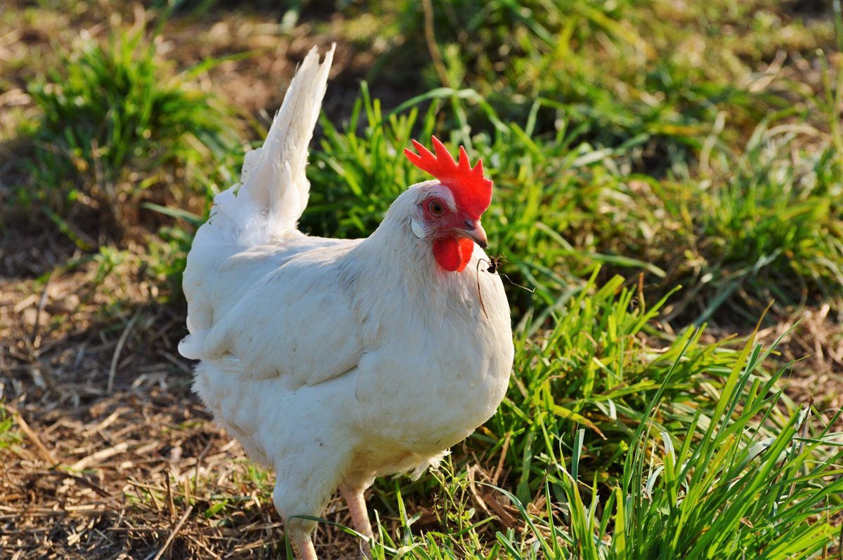 <strong>أسعار الفراخ اليوم، فيتو</strong>