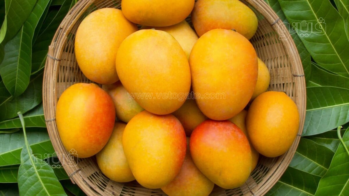 <strong>سعر المانجو اليوم في سوق العبور، فيتو</strong>