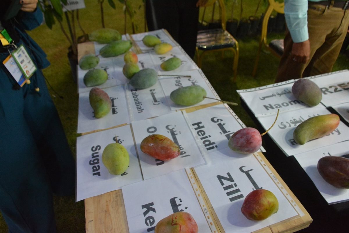 جانب من أنواع المانجو، فيتو