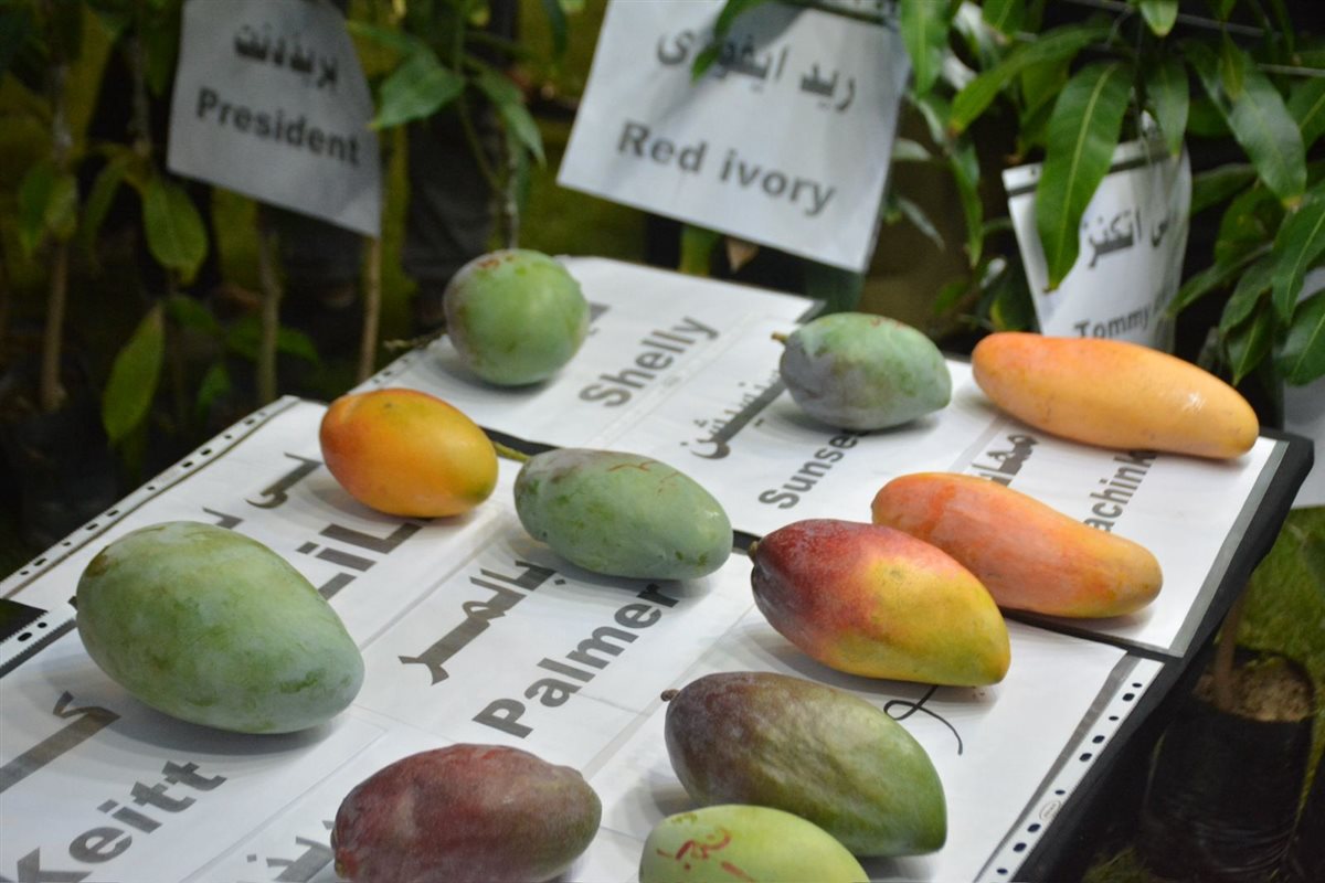 جانب من أنواع المانجو، فيتو