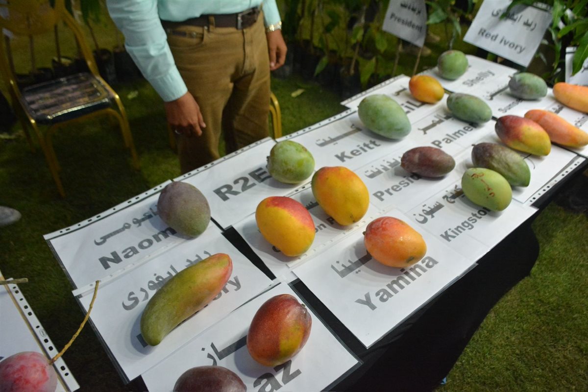 جانب من أنواع المانجو، فيتو