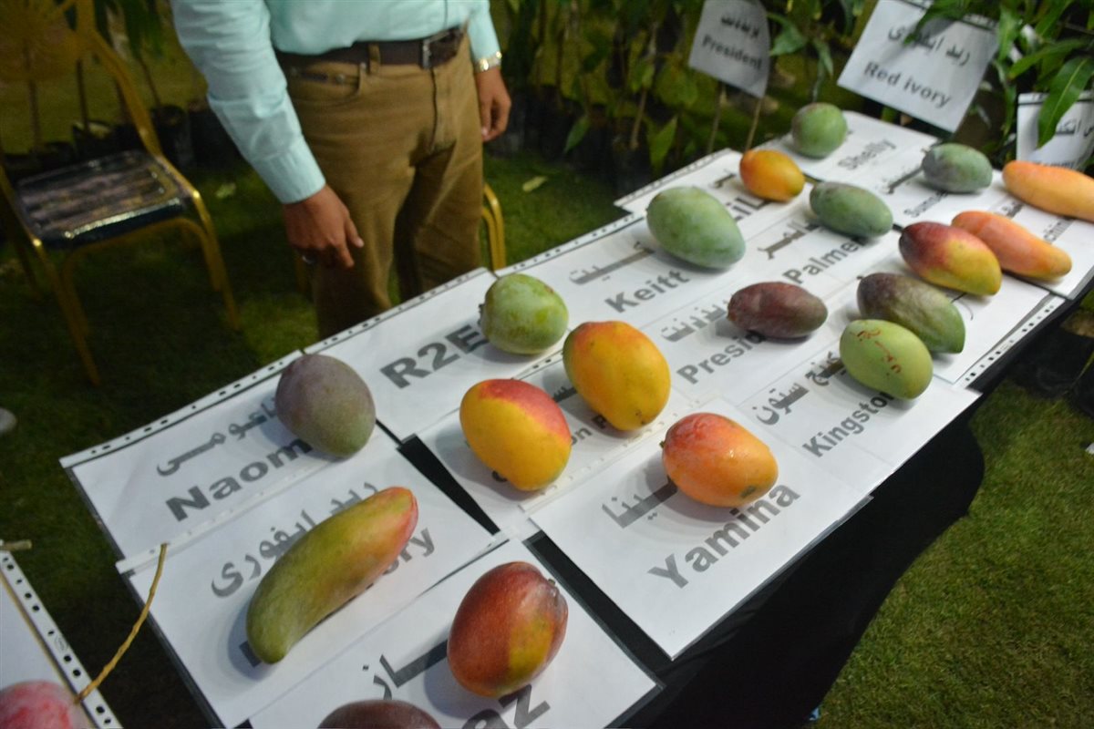 جانب من أنواع المانجو، فيتو