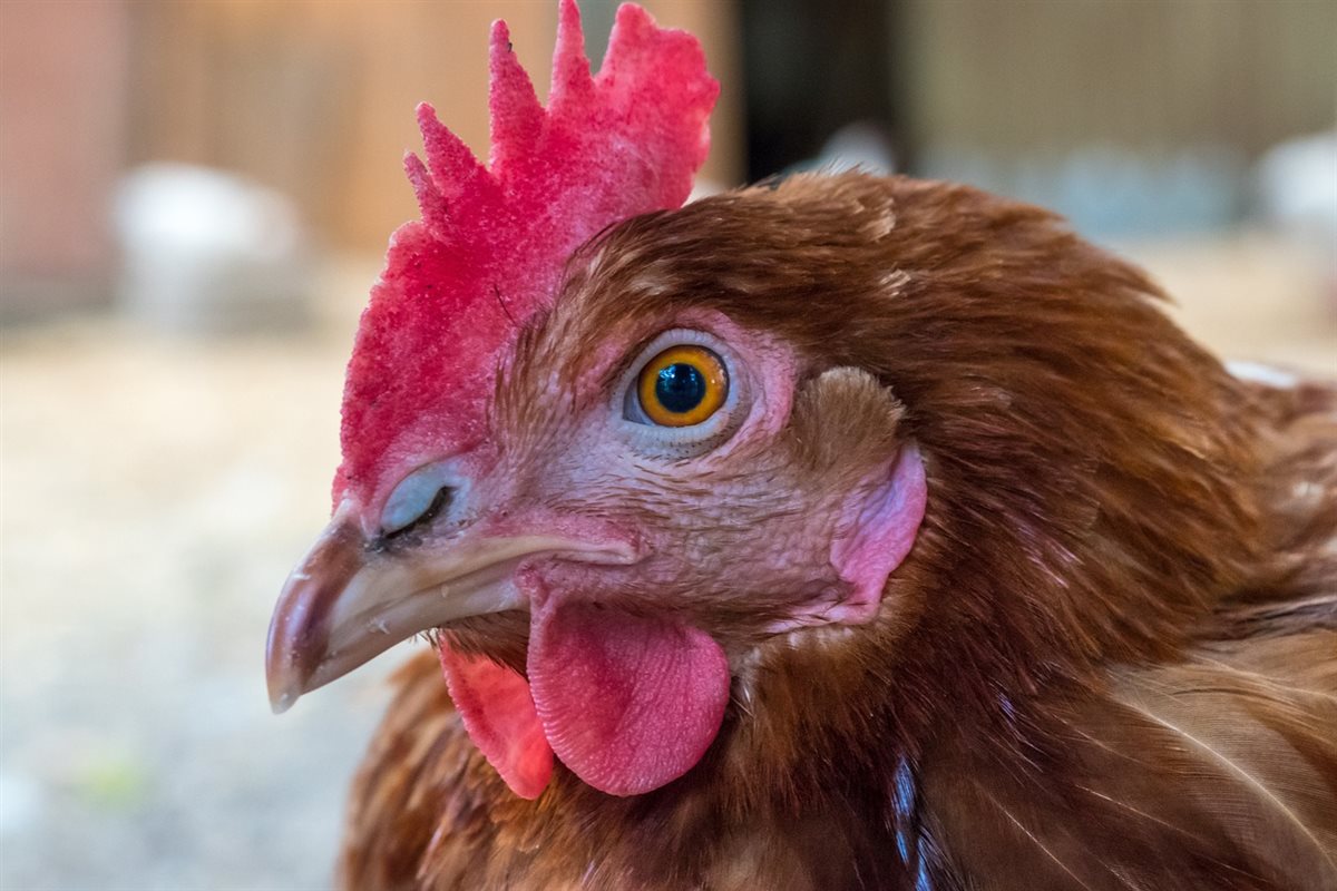 <strong>أسعار الفراخ اليوم، فيتو</strong>