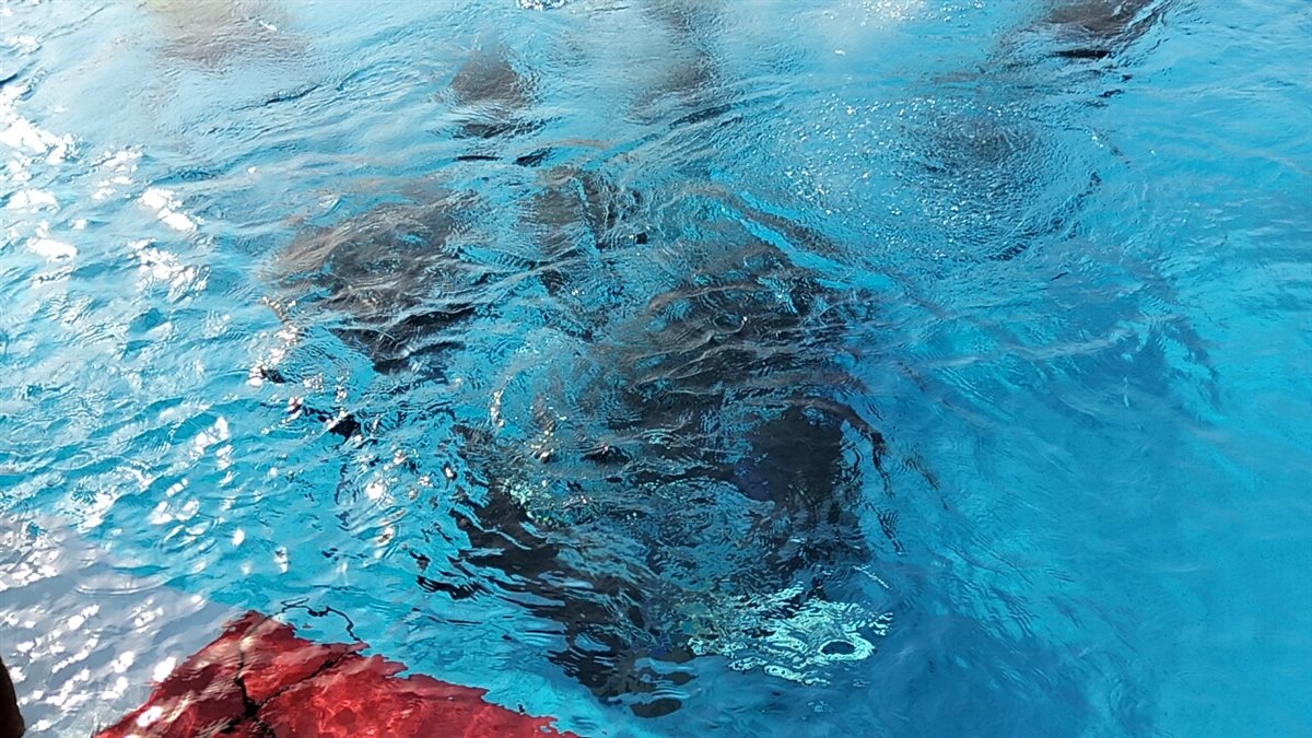 لحظة خروج ولاء حافظ من المياه، فيتو