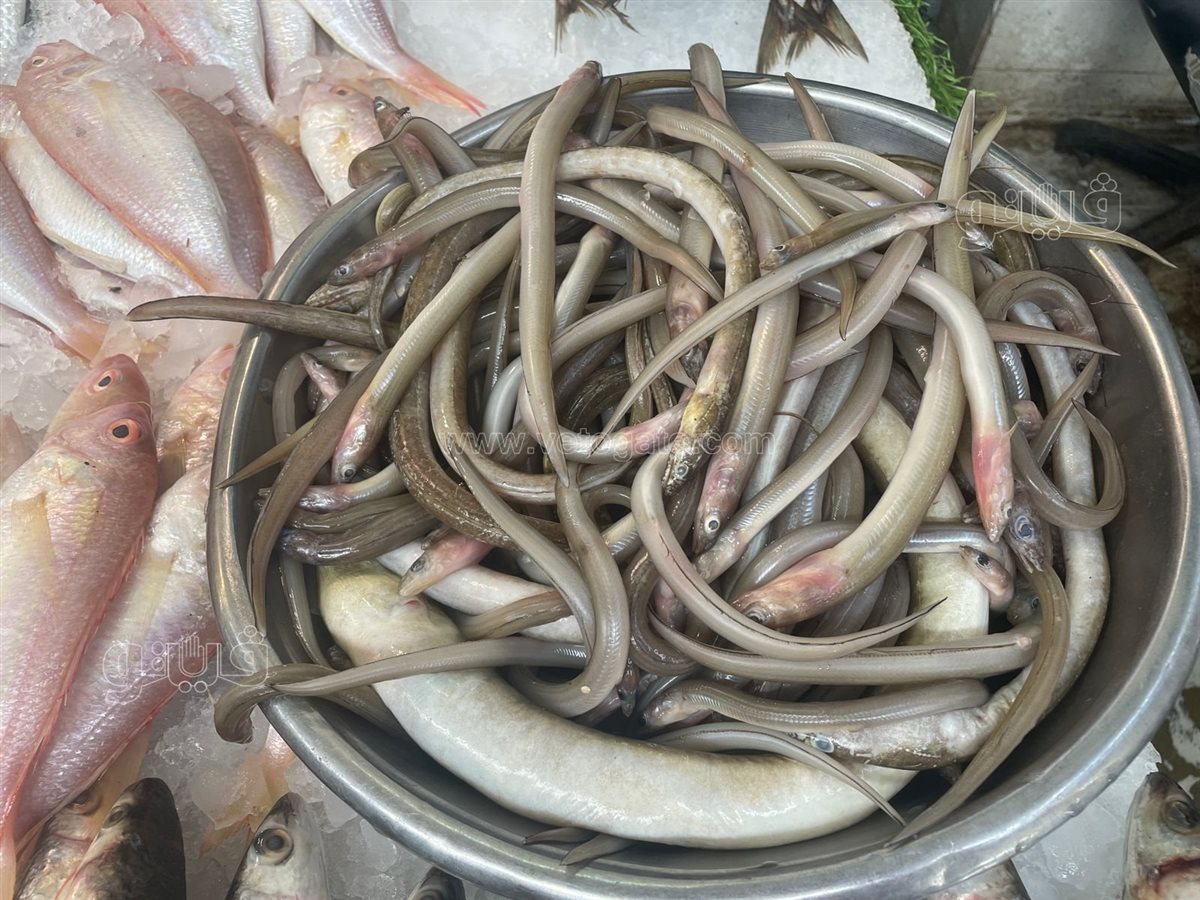 <strong>سعر السمك اليوم </strong>