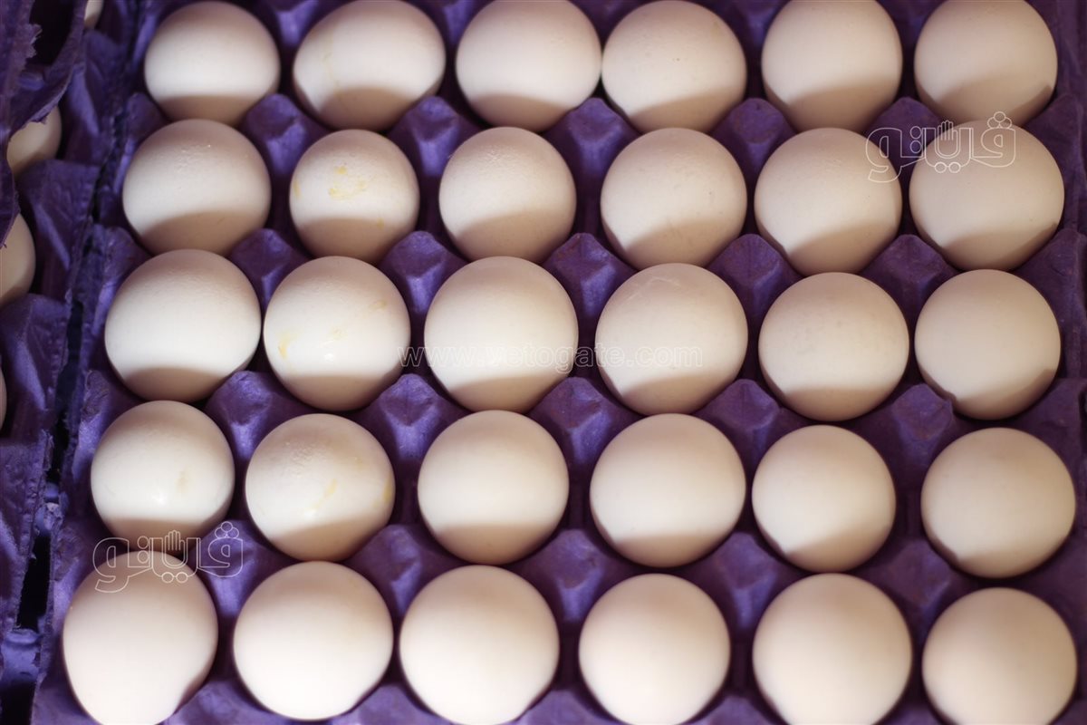 <strong>سعر كرتونة البيض اليوم الثلاثاء في بورصة الدواجن، فيتو</strong>