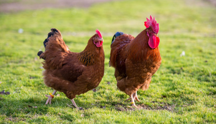 <strong>أسعار الفراخ اليوم، فيتو</strong>