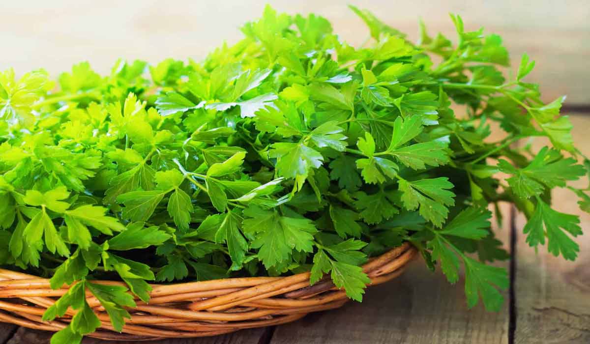 <strong>أسعار الشبت والبقدونس والكزبرة</strong>