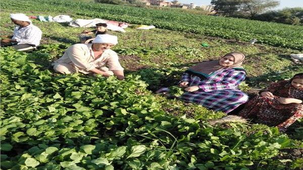 <strong>أسعار الشبت والبقدونس والكزبرة</strong>