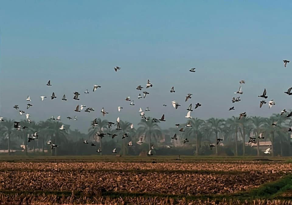 ريف مدينة رشيد، فيتو