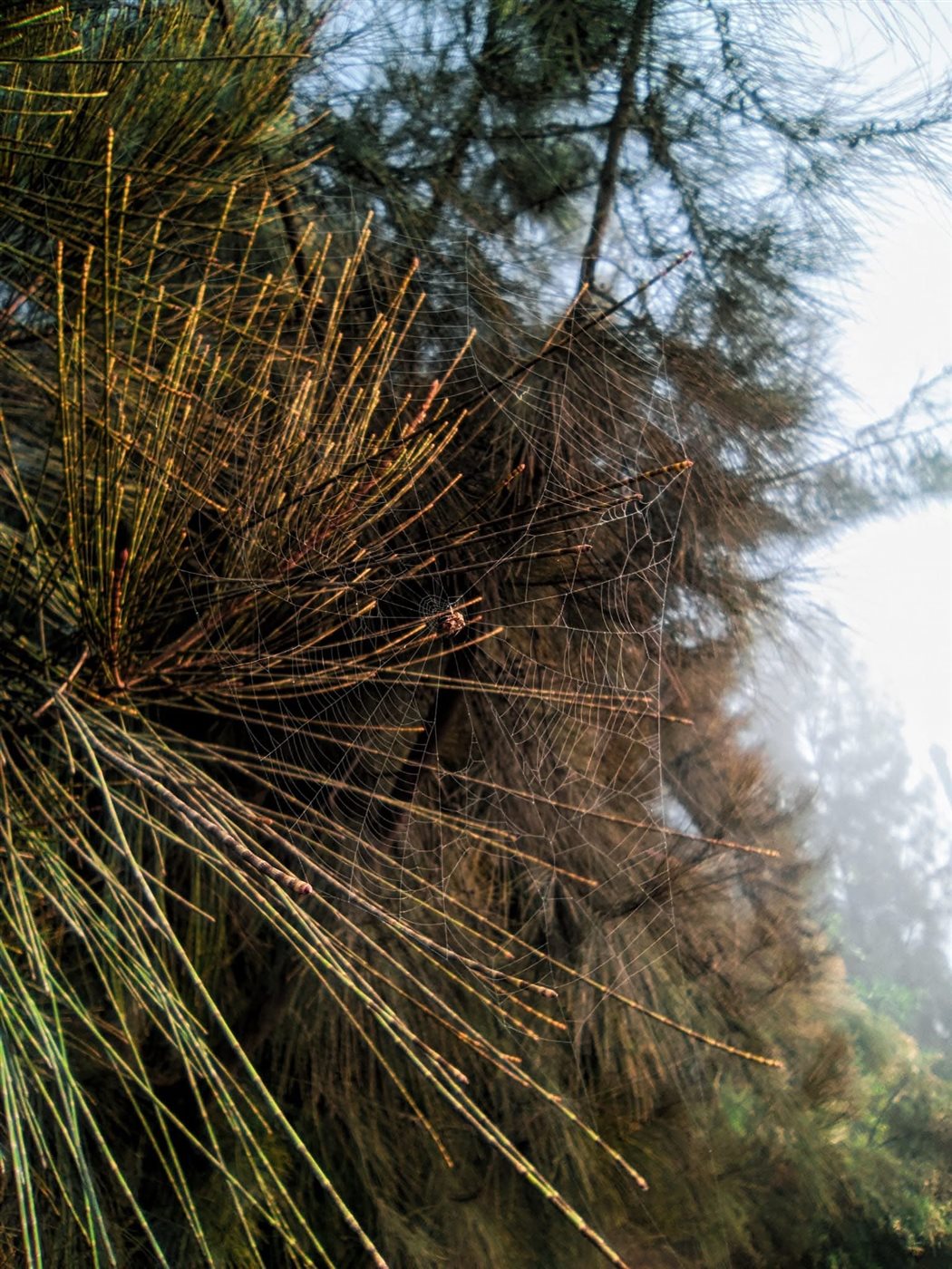 ريف مدينة رشيد، فيتو