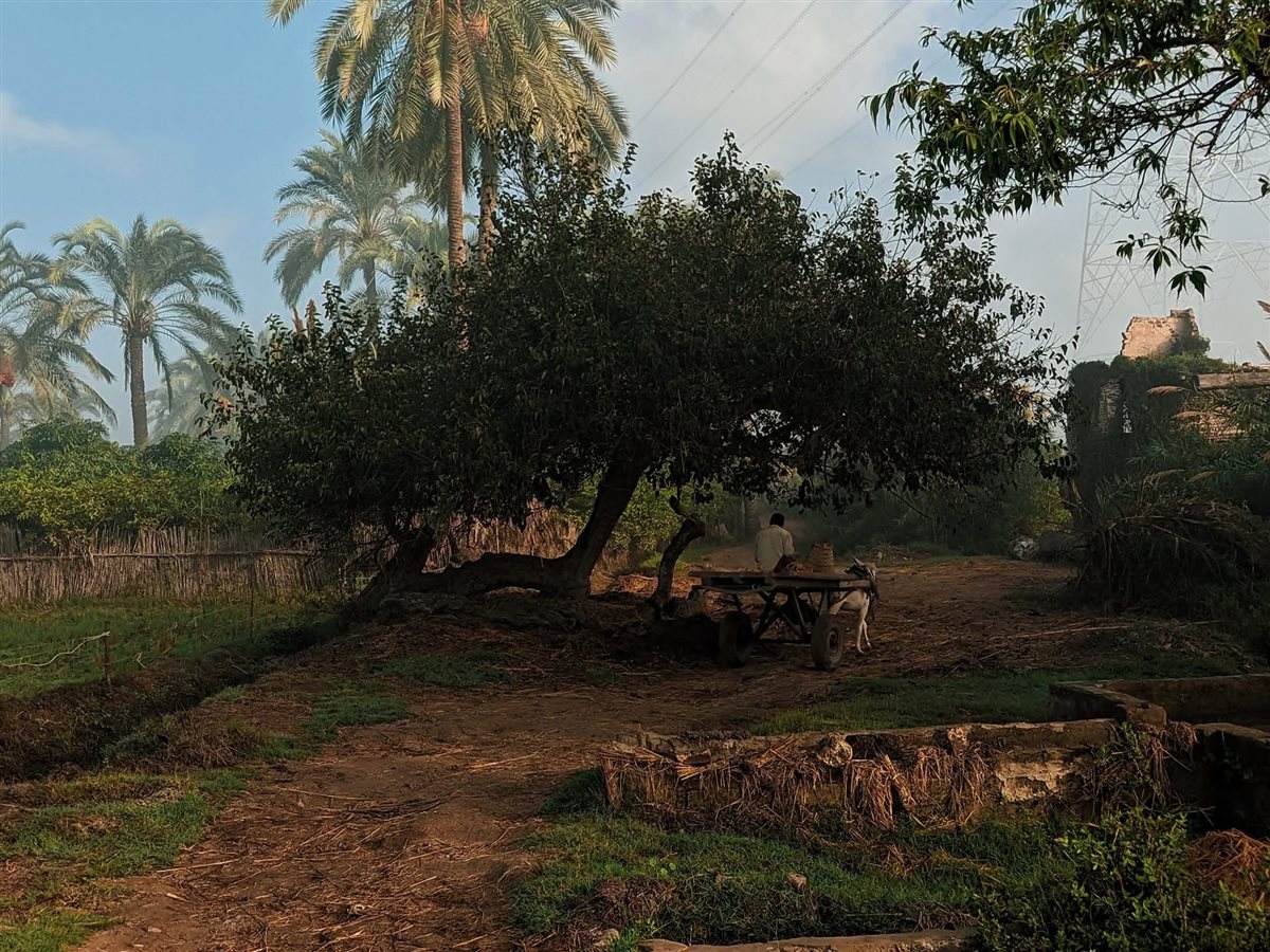 ريف مدينة رشيد، فيتو