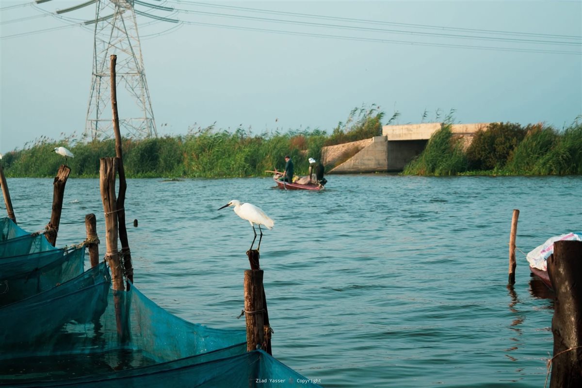 بحيرة ادكو، فيتو