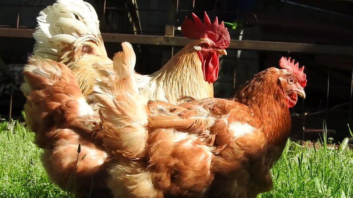 <strong>أسعار الفراخ اليوم، فيتو</strong>