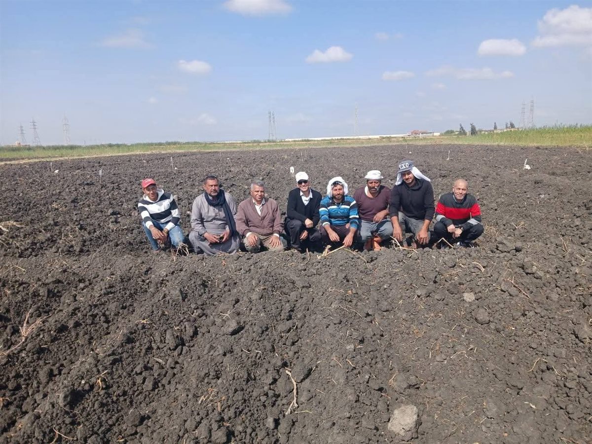 محصول القطن بالإسماعيلية، فيتو