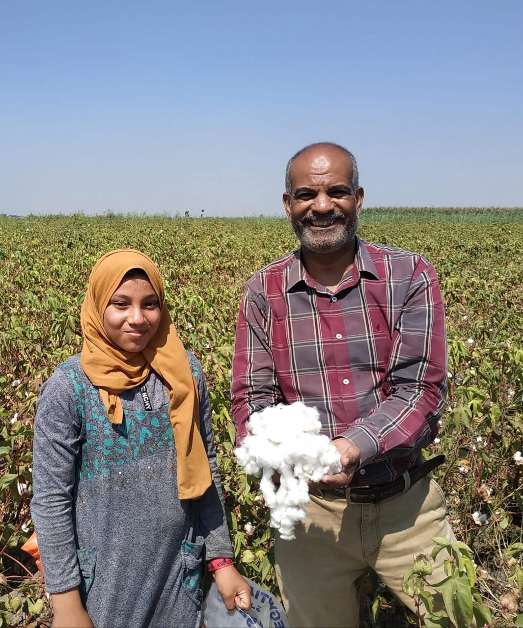 محصول القطن بالإسماعيلية، فيتو